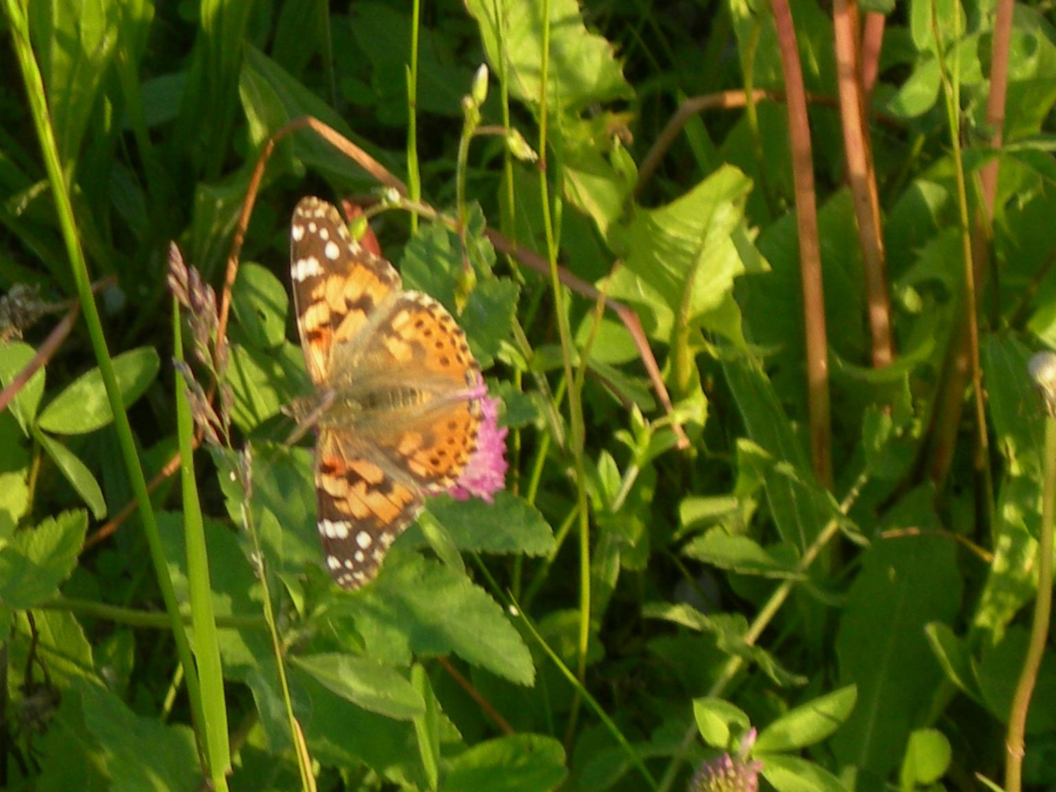 Farfalla arancione - Vanessa cardui